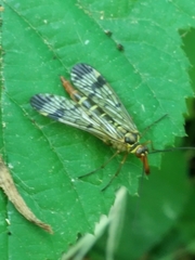 Mecoptera