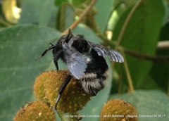 Bombus melaleucus