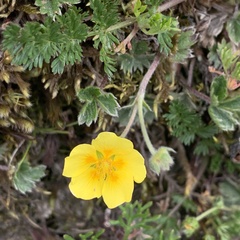 Potentilla matsumurae