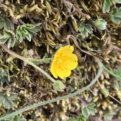 Potentilla matsumurae