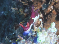 Nembrotha chamberlaini
