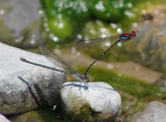 Argia cuprea