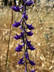 Delphinium peregrinum