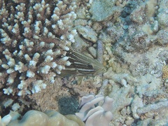 Anyperodon leucogrammicus