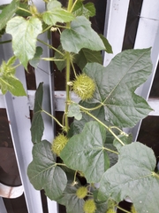 Passiflora foetida