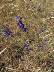 Delphinium peregrinum