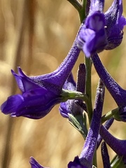 Delphinium peregrinum