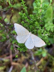 Scopula ternata