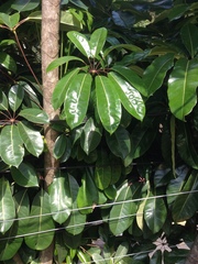 Heptapleurum actinophyllum