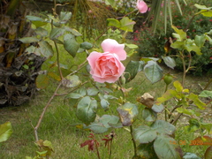 Rosa