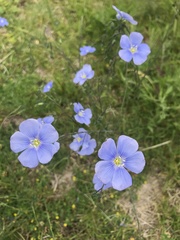 Linum lewisii