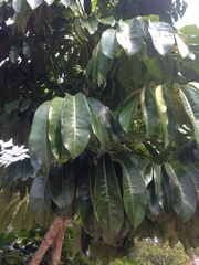 Heptapleurum actinophyllum