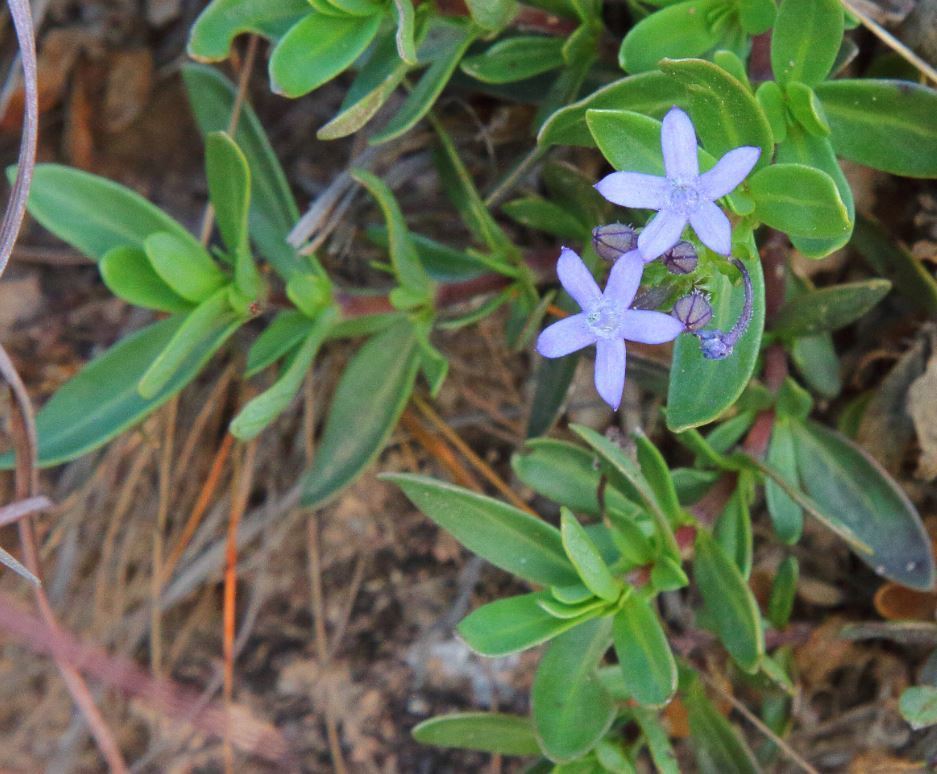 Madagascan pentimony