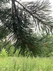 Pinus sylvestris