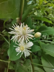 Clematis vitalba