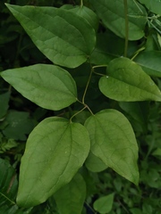Clematis vitalba