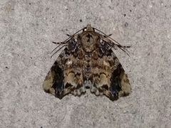Drobeta