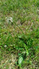 Plantago lanceolata