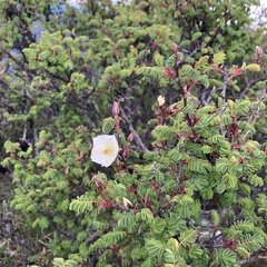 Rosa sericea morrisonensis