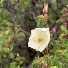 Rosa sericea morrisonensis