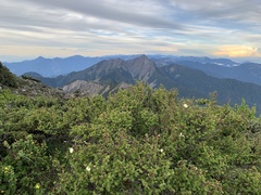 Rosa sericea morrisonensis