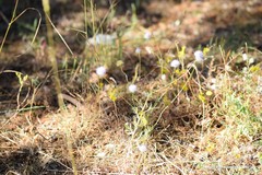 Petrosedum amplexicaule