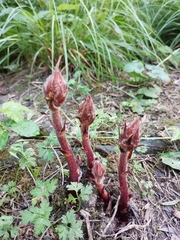 Orobanche laxissima