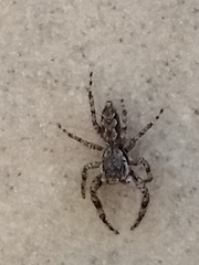 Platycryptus undatus