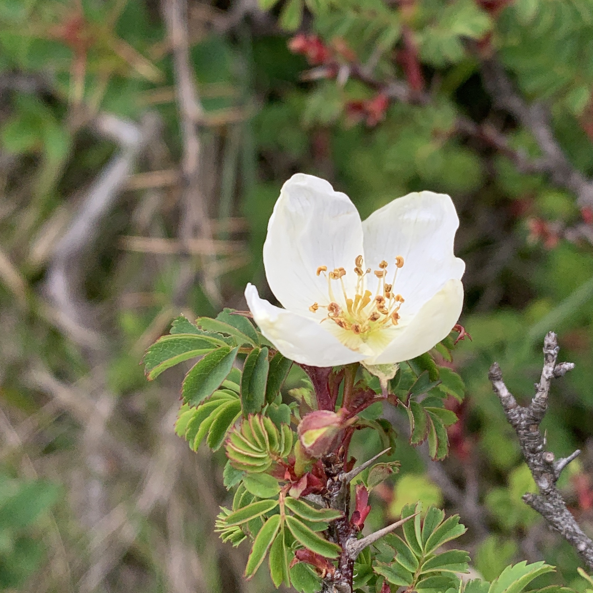 Rosa sericea