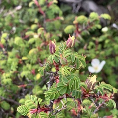 Rosa sericea morrisonensis