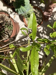 Megachile centuncularis