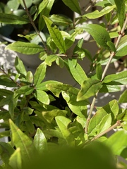 Megachile centuncularis