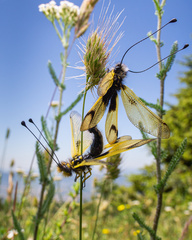 Libelloides longicornis