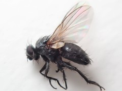 Phytomyptera nigrina