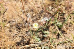 Pilosella castellana