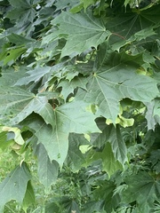 Acer platanoides