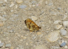 Melitaea aurelia