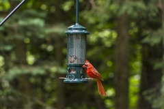 Cardinalis cardinalis