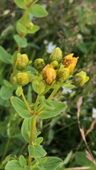 Hypericum maculatum