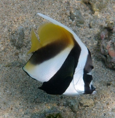 Masked Bannerfish photo 2