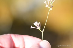 Asperula aristata