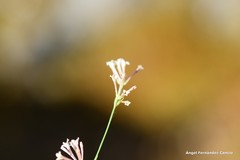 Asperula aristata