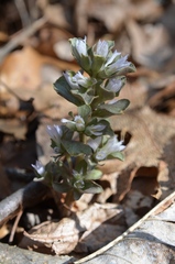 Obolaria virginica