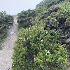 Rosa sericea morrisonensis