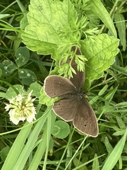 Aphantopus hyperantus