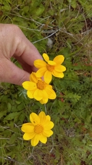 Eriophyllum lanatum integrifolium