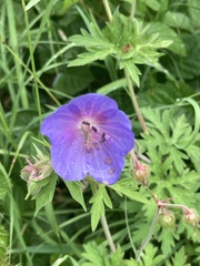 Geranium pratense
