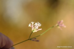 Asperula aristata