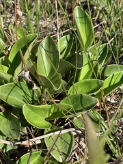 Parnassia glauca