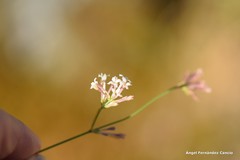 Asperula aristata